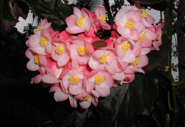 B. ‘Hal Nuss’